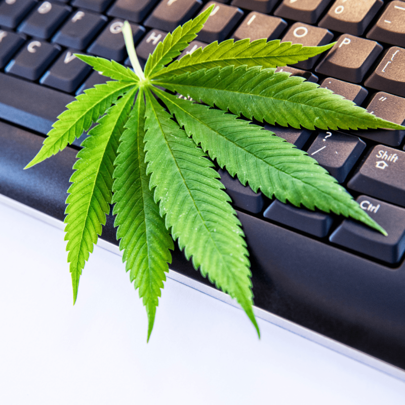 cannabis online dispensaries